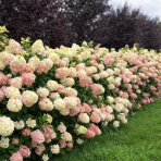 Hortenzia metlinatá (Hydrangea paniculata) ´MAGICAL SWEET SUMMER®´ - výška 30-50 cm, kont. C3L